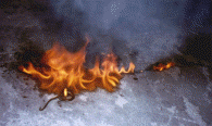 snake.jpg (40896 bytes)