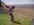 chi_golf.jpg (34465 bytes)